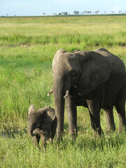 An African elephant mother and her calf
