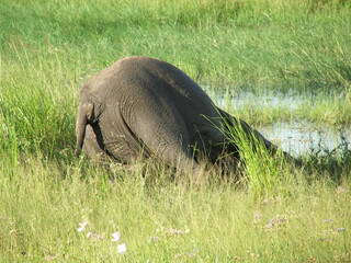 Elephant Bathing in Nature