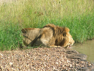 Lion Drinking Water in Savanna of Masai Mara in Kenia