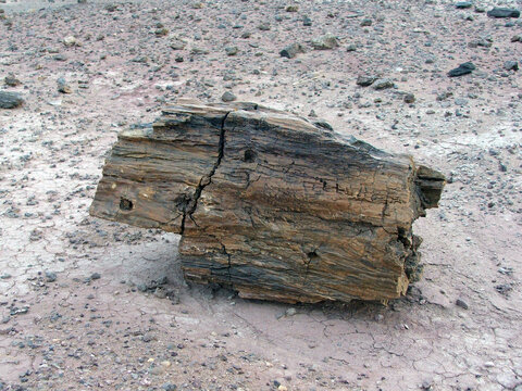 Petrified Wood Fragment in the Sahara Desert near Agadez, Niger