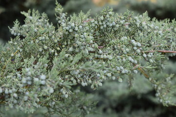 close up of moss covered with moss