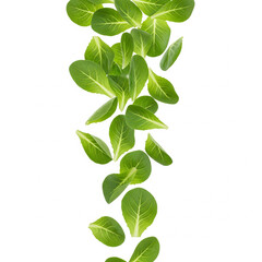 Obraz premium Falling Salad Leaves Isolated on White Background