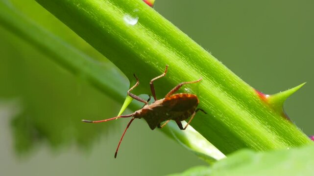 Closeup of a reddish-brown leaf-footed bug clings to a green thorny plant stem