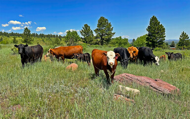 Catlle grazing in Boulder, Colorado