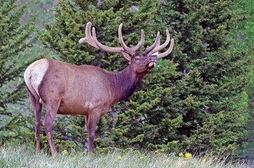 Bull elk in Rocky Mountain National Park, Colorado