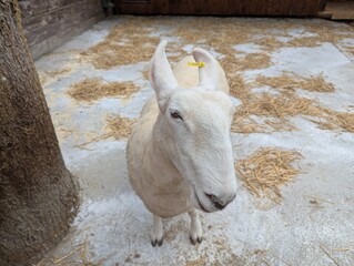 portrait of a domestic sheep