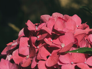 Sunlit Reddish-Pink Hydrangea Macrophylla in Garden Bloom