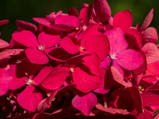 Vibrant Red Hydrangea Macrophylla in Close-up Detail