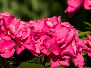 Vibrant Pink Hydrangea with Hoverfly Gathering Nectar