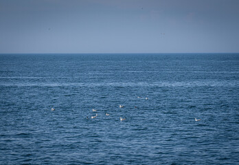 flock of seagulls floating and flying on the sea.