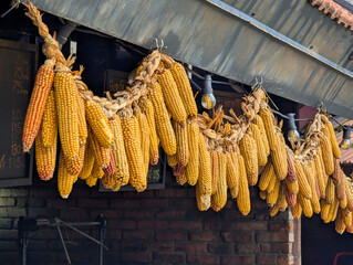 Dry corn cobs hang on a rope