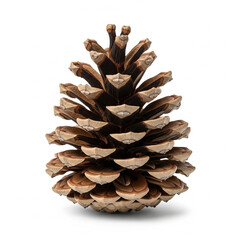 Pine Cone Isolated on White Background