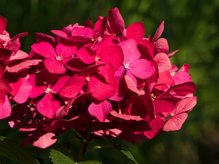 Lush Red Hydrangea Macrophylla Bloom in Summer Garden