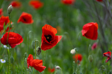 Close-up of red poppy flowers in full bloom.
