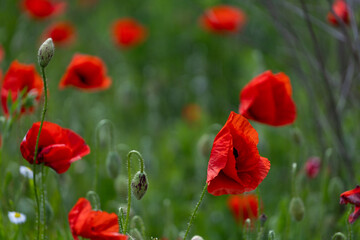 Fototapeta premium Close-up of red poppy flowers in full bloom.