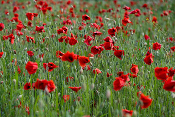 Fototapeta premium Close-up of red poppy flowers in full bloom.