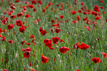 Close-up of red poppy flowers in full bloom.