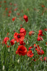Close-up of red poppy flowers in full bloom.