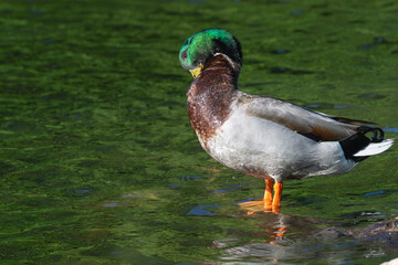 Male mallard duck, mallard drake, preening as it stands in a shallow lake.