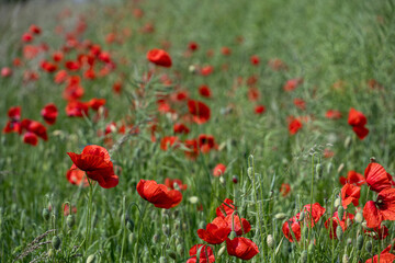 Close-up of red poppy flowers in full bloom.