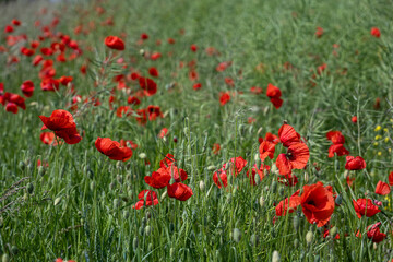 Close-up of red poppy flowers in full bloom.