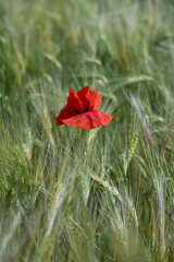 Red poppies growing among green barley or wheat ears.
