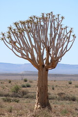 dead tree in the desert