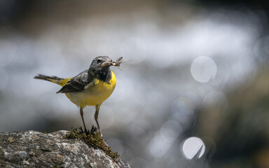 Yellow Wagtail (Motacilla flava) perched on a rock with insects in its beak