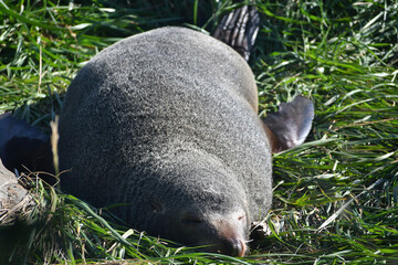 **New Zealand Poster of Lying on the Grass**