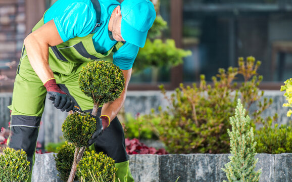 Gardener Trimming Decorative Plants in a Modern Landscape on a Sunny Day