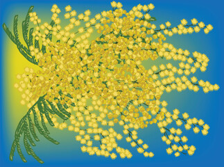 Obraz premium yellow mimosa lush branch on blue background