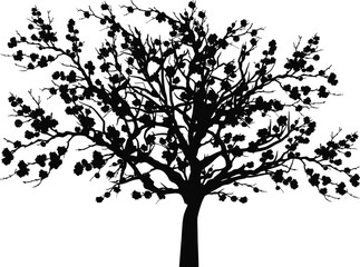 lush blossoming tree isolated on white background