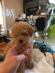 Cute puppy playfully nibbles in cozy indoor setting