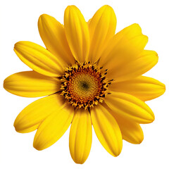 Obraz premium Blooming yellow flower nature scene high-quality image bright environment close-up view floral beauty