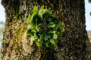 A green oak leaf wreath is placed on the trunk of a moss-covered tree, symbolizing tradition, nature, or celebration in an outdoor setting.