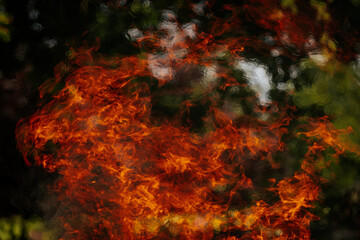 Bright orange flames dance vividly against a dark natural background, creating a dramatic contrast...