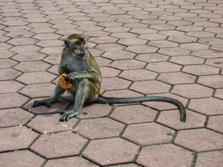 Macaque monkey sitting on the florr and eating a Krupuk