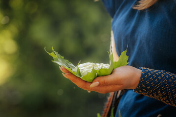 Traditional cheese is served on green maple leaves using a wooden spoon during an outdoor folk...