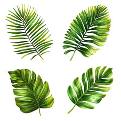 Tropical leaves collection isolated on transparent background