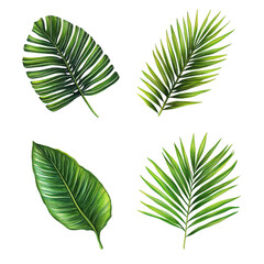 Four tropical leaves isolated on transparent background