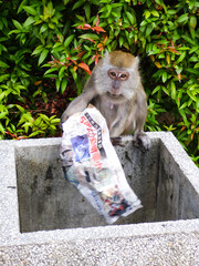 Kuala Lumpur, Malaysia - Circa October 2017: Monkey (macaque) eating food on a newspaper taken out of the trash