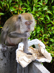 Monkey (macaque) eating food on a newspaper taken out of the trash