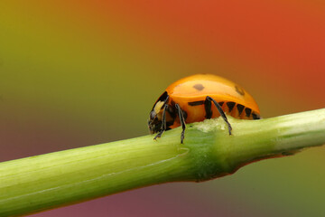 young ladybug on a leaf