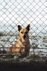 A dog with light brown hair, sitting behind a rusty fence net on a snow-covered lawn, with an expression of longing and hope