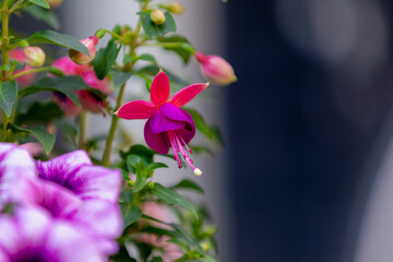 Selective focus of Fuchsia magellanica, Purple flowers in garden, Hummingbird fuchsia or hardy...