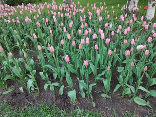 A flowerbed with wonderful spring pink tulips