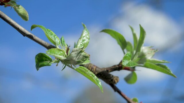 Apple buds against sunny blue sky with new leaves beginning to emerge. Represents seasonal change from winter to spring, showcasing awakening of plant life on farm or in garden