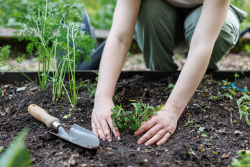 Close-up of hands planting young tomato plant in garden soil. Concept of eco-friendly farming,...