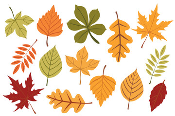 Obraz premium A set of bright autumn leaves on a white background. Red, orange, and green leaves of different types of trees. Hand-drawn botanical plants in a vector.