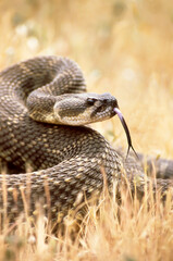 Coiled Rattlesnake